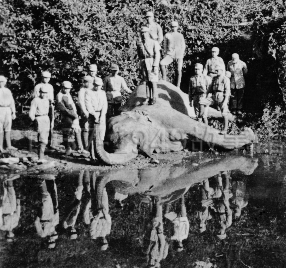 圖八　二戰時亞洲象在緬甸叢林協助搬運，不免遭砲火波及「戰死沙場」（1945緬甸叢林，新一軍隨軍攝影／羅廣仁典藏）
