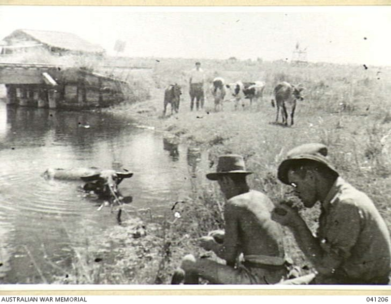 圖六 台灣隘寮戰俘飼養牲畜，前景是水牛，背景有羊和乳牛。（Australian War Memorial, 041206）