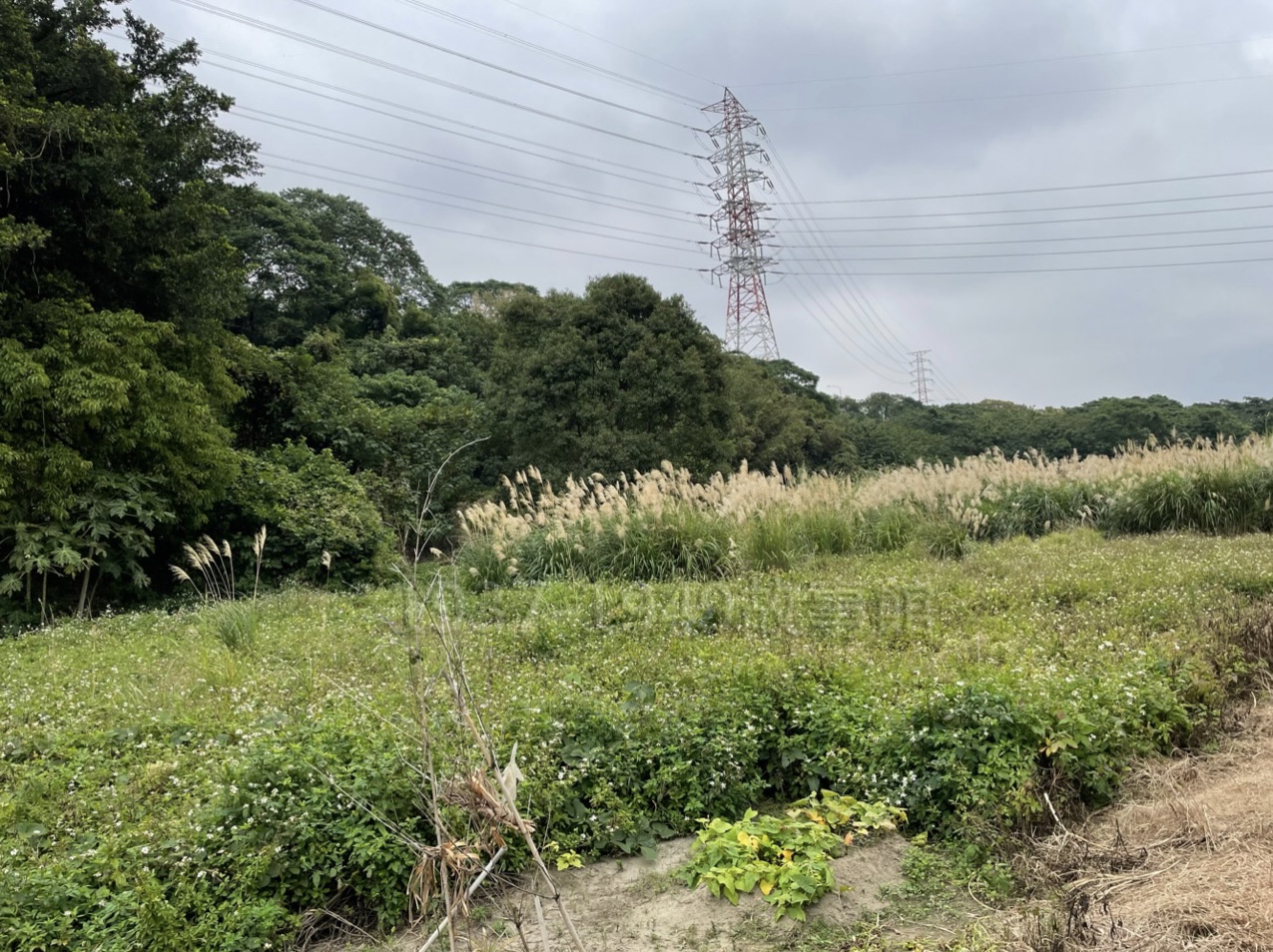 圖八  到橋墩的小路，其實就在兩種作物交界處。