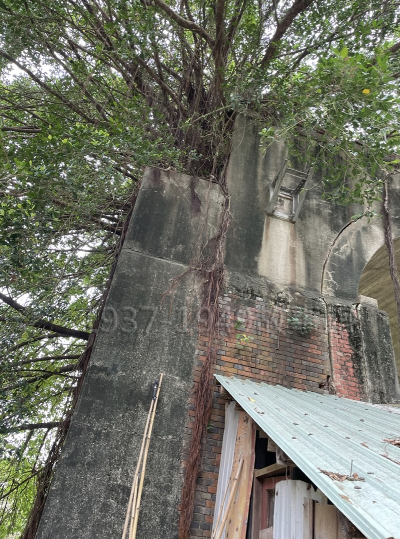 圖十 鳳山溪第一代清代斷橋；上方榕樹的氣根一直垂落牆角。