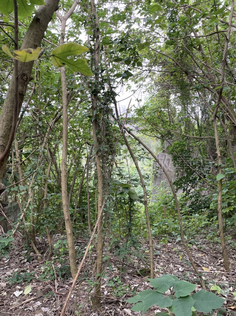 圖十二從杜吉禎棲身的小屋旁邊望去，隱約可以看到第二代橋的橋墩和更遠處的第四代橋。大陸的槍林彈雨無須掛念，在台灣修橋鋪路的經驗卻讓杜吉禎很有意見；住在這裡，他每天都可以望到鳳山溪橋。