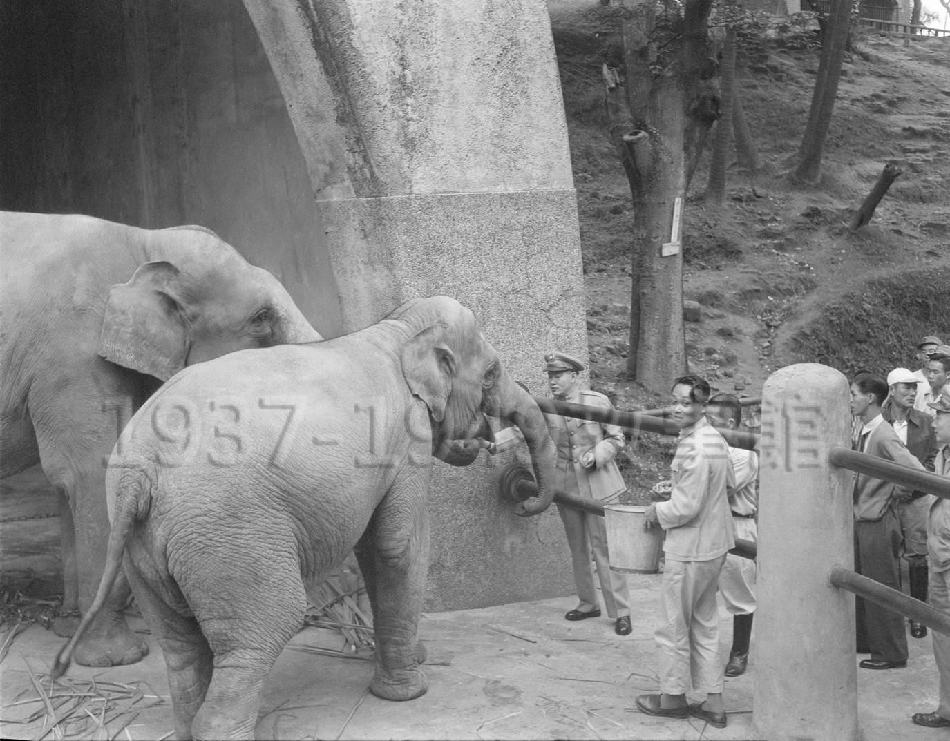 圖四　孫立人將軍親自送林旺和年幼的母象馬蘭結連理。（1954.10.31，台北）