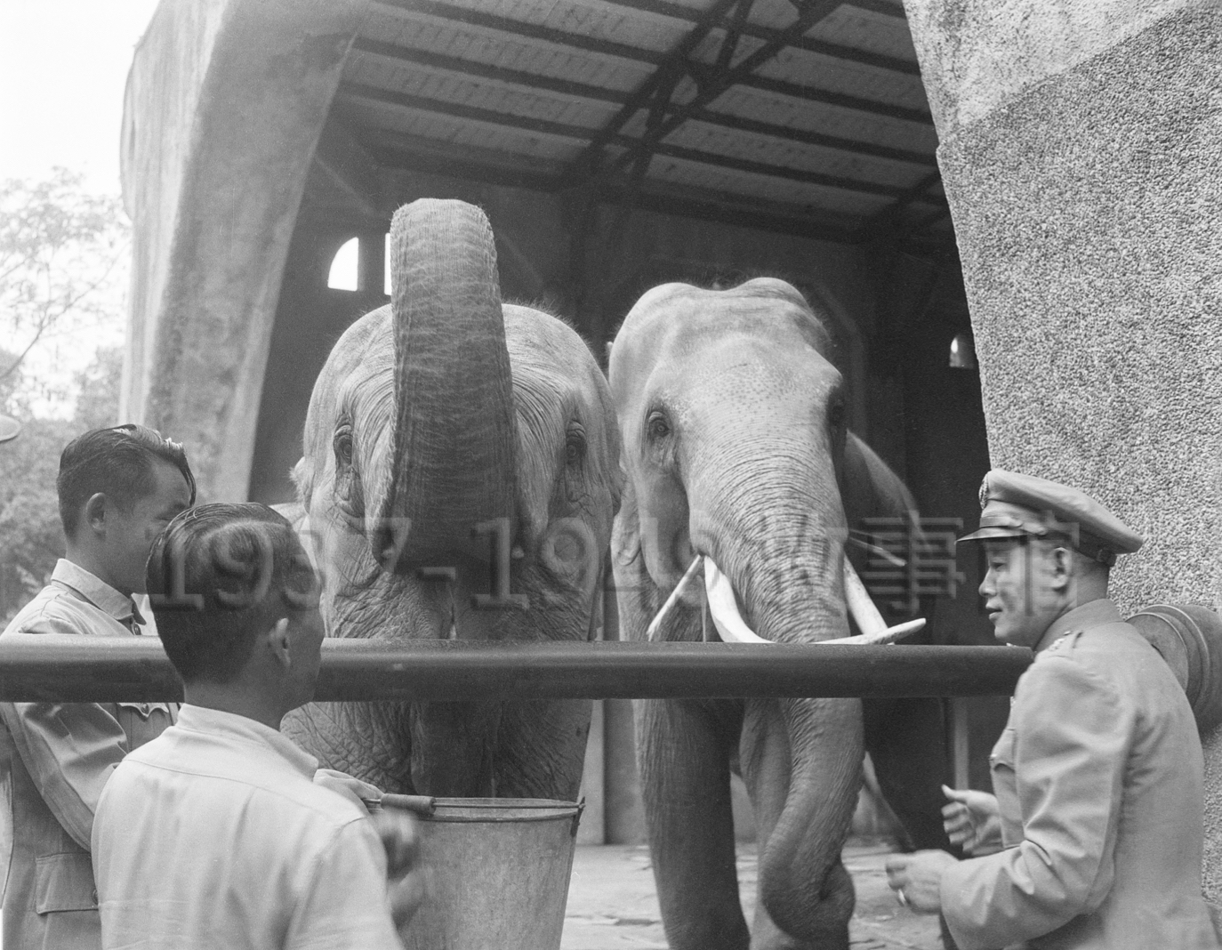 圖五　孫立人將軍關心並垂詢大象林旺在圓山動物園適應狀況。（1954.10.31，台北）