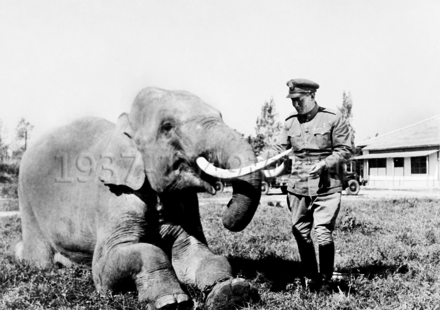 圖七　林旺也是有脾氣的，但看到孫立人將軍，就馬上變得溫馴乖巧。（1952，鳳山）