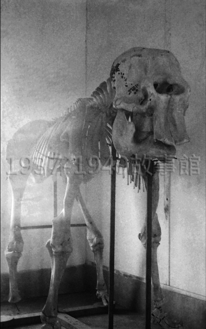 圖一　羅廣仁整理父親羅超群留存的攝影底片，找到大象阿蘭的骨骸標本底片，但沒有這骨骸標本在哪裡拍攝和送到何處的紀錄。