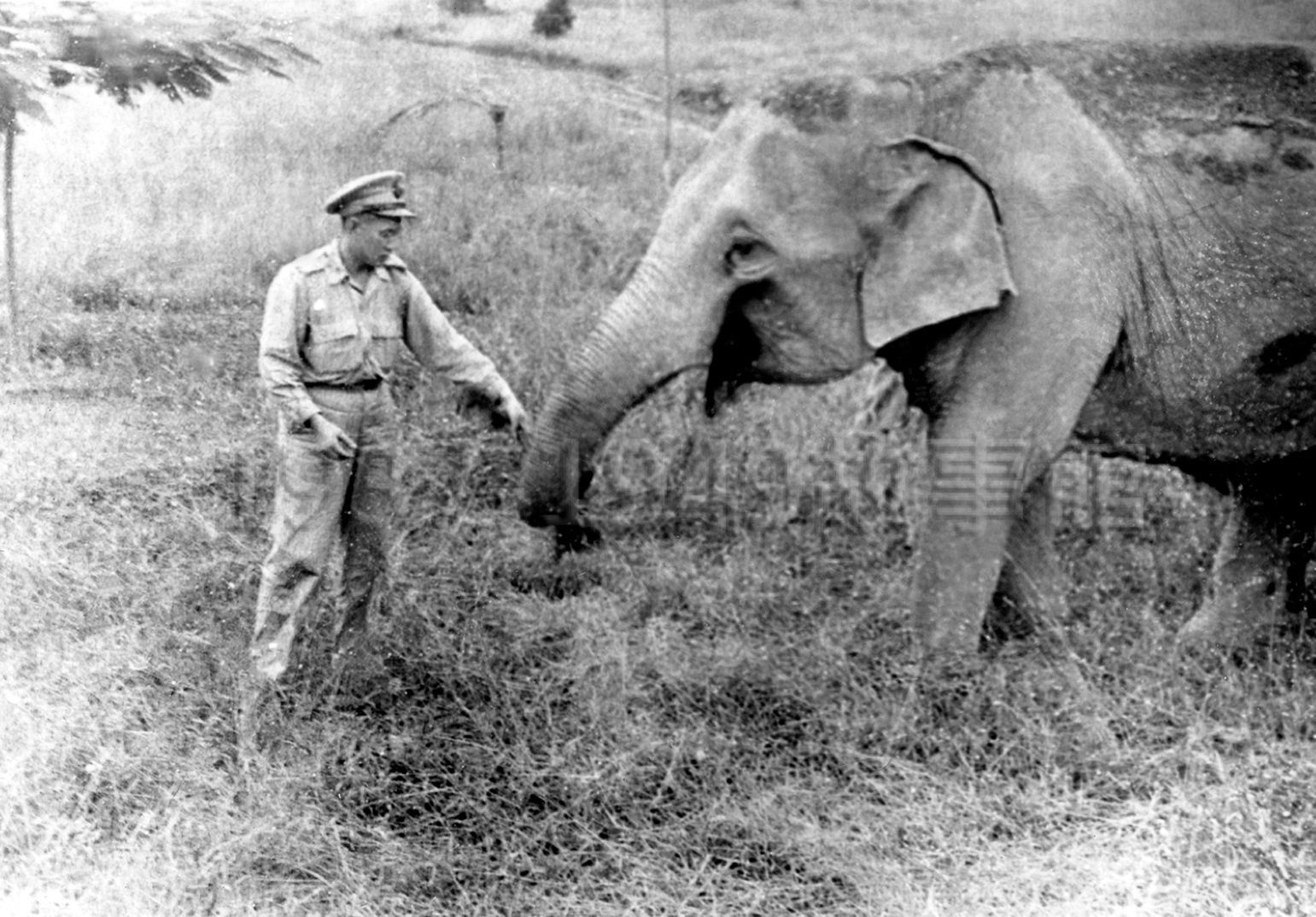 圖六　大象阿沛感染寄生蟲胃腸出血，瘦弱病容。（1951，鳳山）