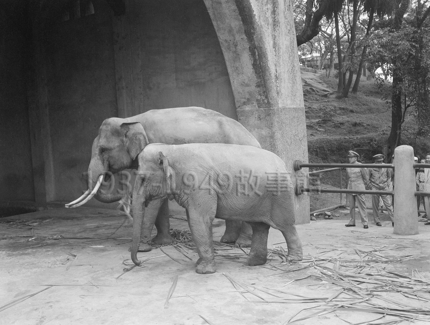 圖三　戰象林旺告別軍旅，孫立人將軍為林旺在台北圓山動物園找到歸宿，與母象馬蘭共度下半生。（1954.10.31，台北）