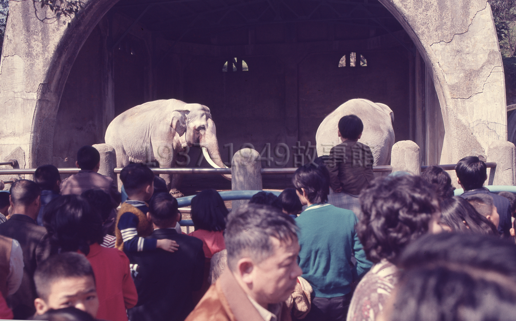 圖七　大象林旺在圓山動物園成為家喻戶曉的動物明星，1983年起每年10月的最後一個星期日，園方會為林旺舉辦生日派對。（1983，台北，羅廣仁攝影）