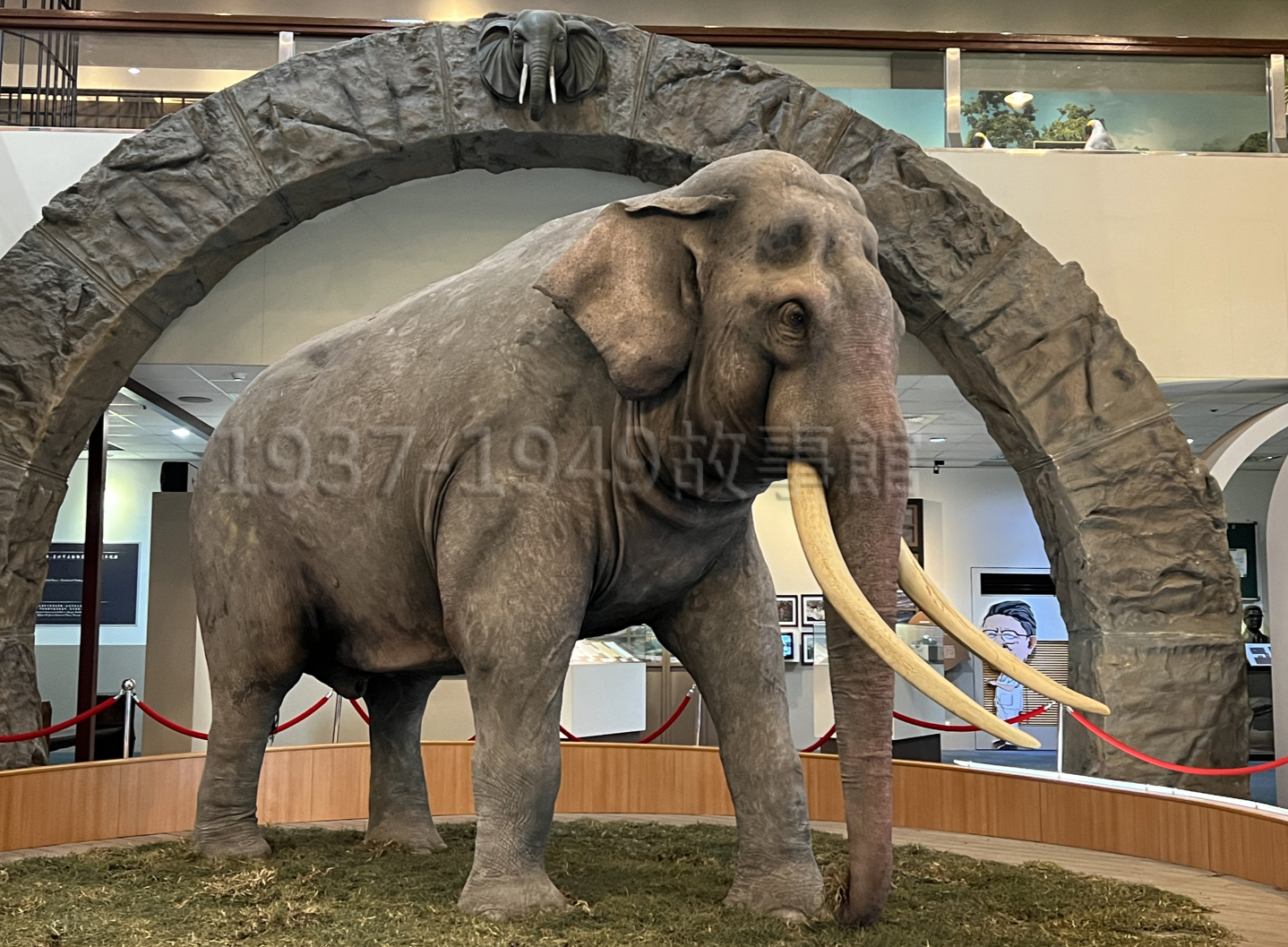 圖九　台北市立動物園將林旺的皮毛骨骼製成世界最大亞洲象標本，置於教育中心供人參觀紀念。（2022台北，羅廣仁攝影）