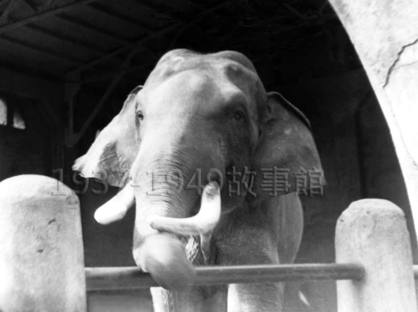 圖十　大象林旺在圓山動物園。（1972，台北）